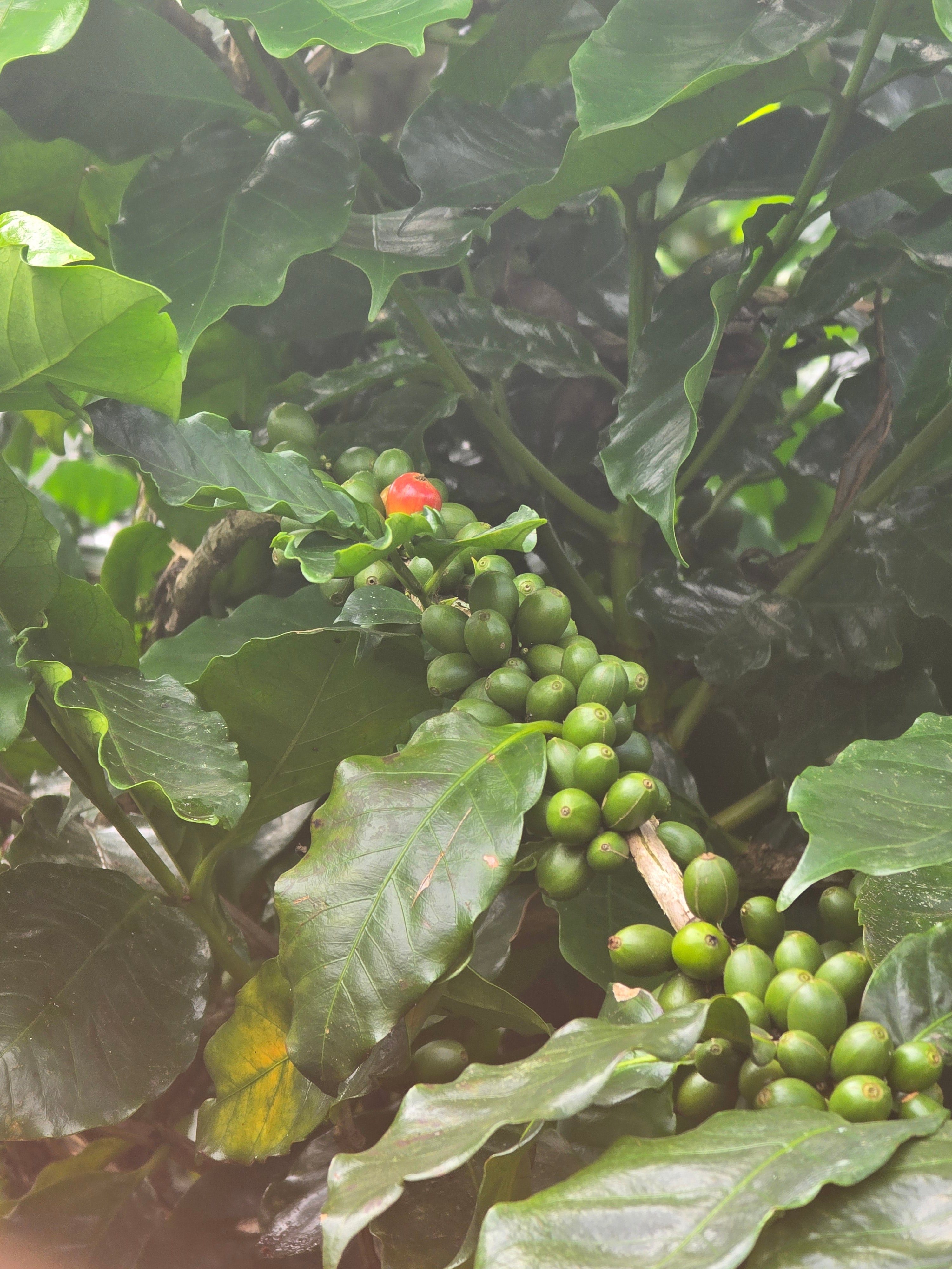 Fresh coffee cherries on the plant, whole bean coffee harvest
