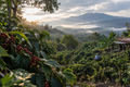 The Latin American Heritage Bundle